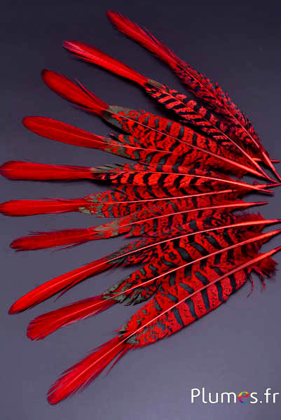 Faisan Lady Armherst - 20-23 cm - rouge-noir